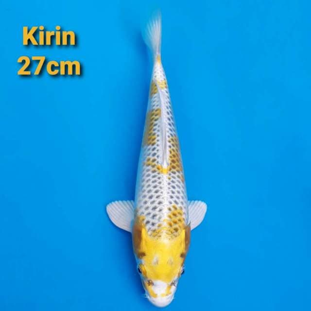 kirin antik 27cm