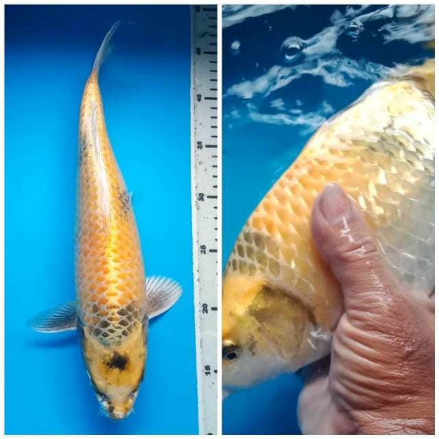 KIN SHOWA GINRIN BULKY 35 Cm