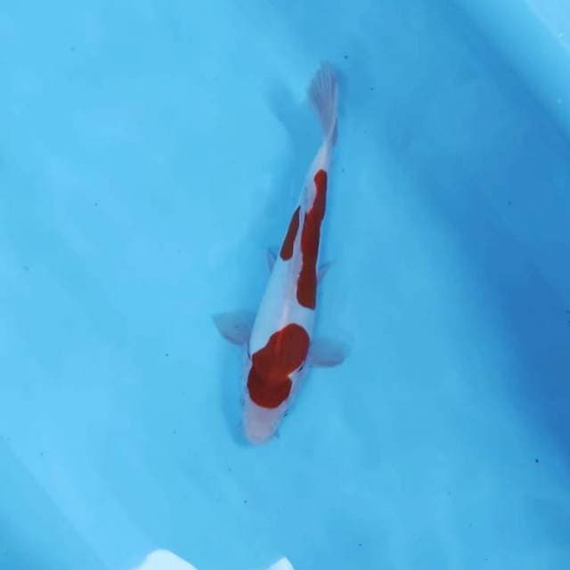 KOHAKU STEP 2