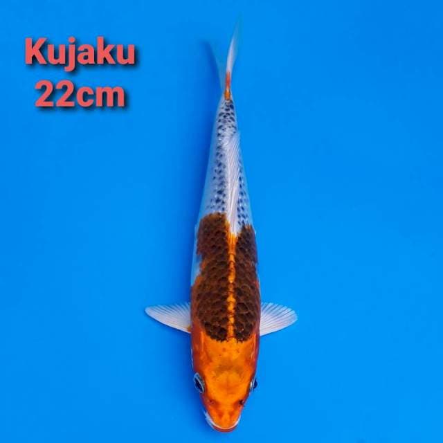 kujaku 22cm