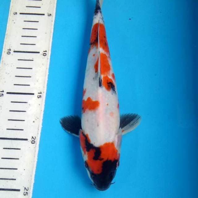 Kindai showa good quality 25cm