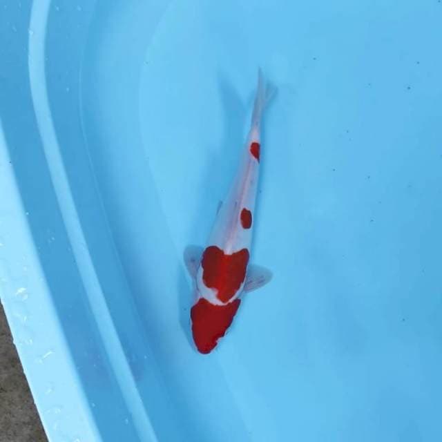 CEPLOK CEPLOK