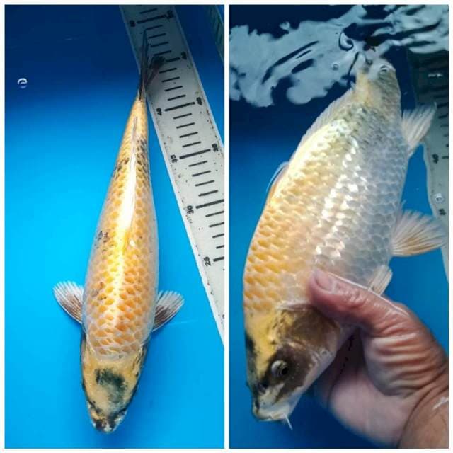 KIN SHOWA GINRIN BULKY 34 Cm