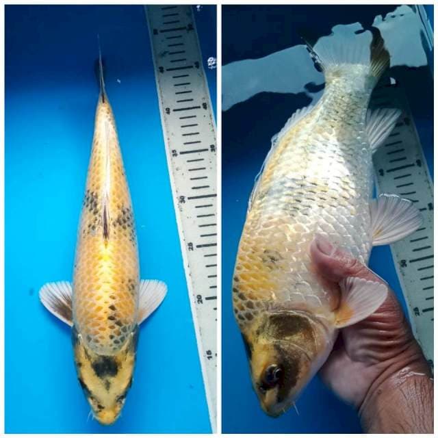 KIN SHOWA GINRIN BULKY 37 Cm, JANTAN