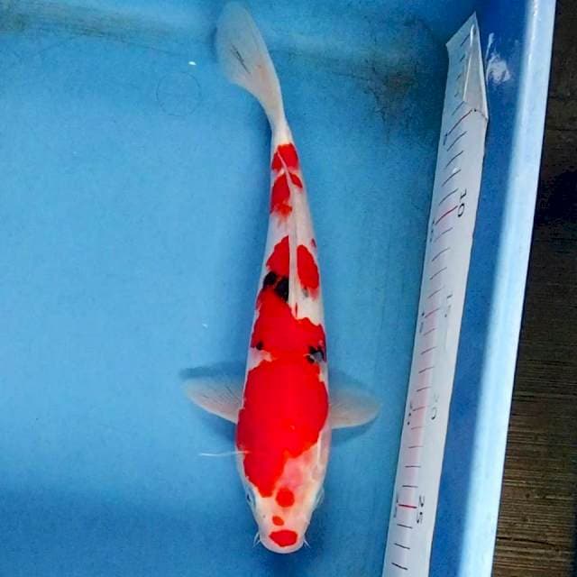 Sanke strong 31cm