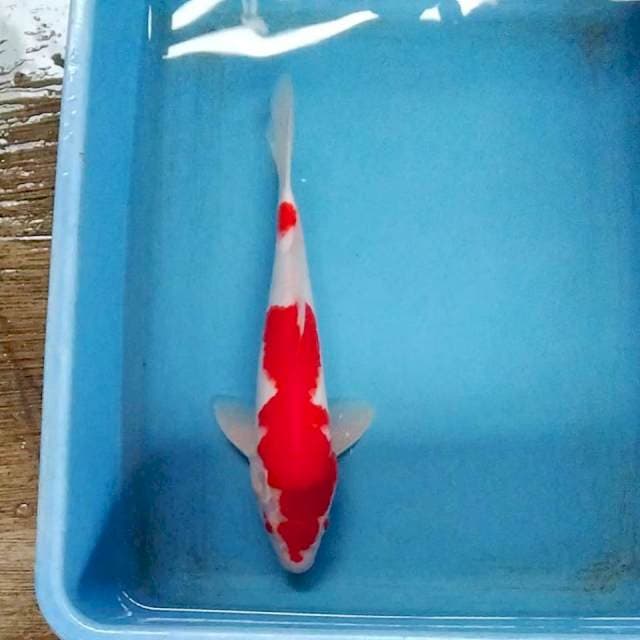 Kohaku red strong 29cm
