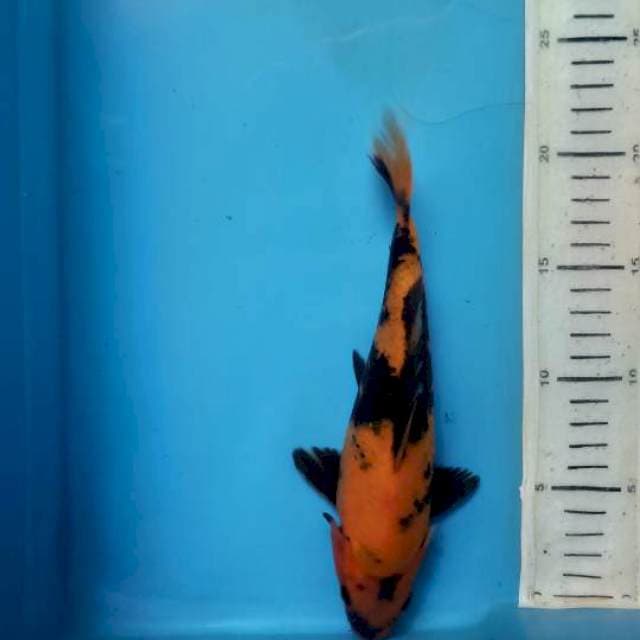 Hi utsuri, 22cm