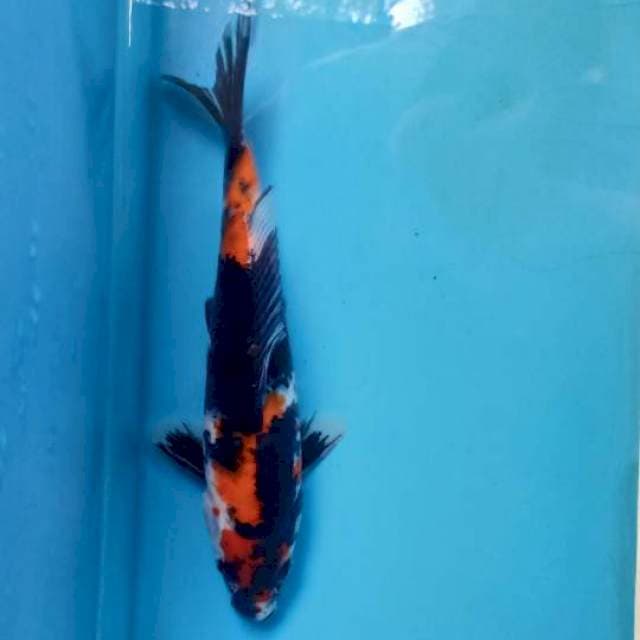 Showa, 23cm