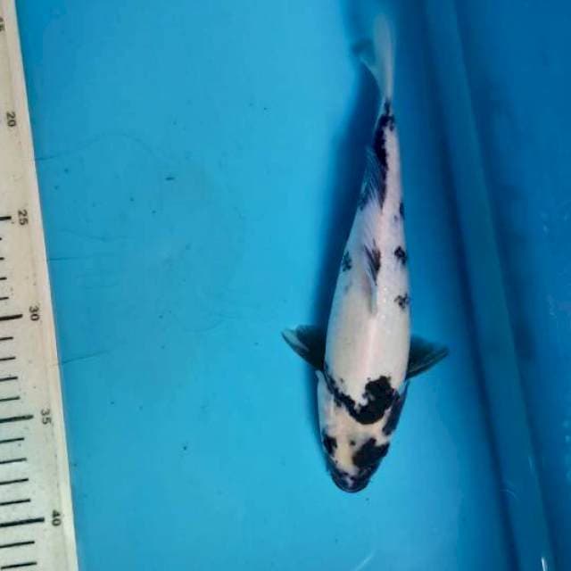 Shiro, 22cm