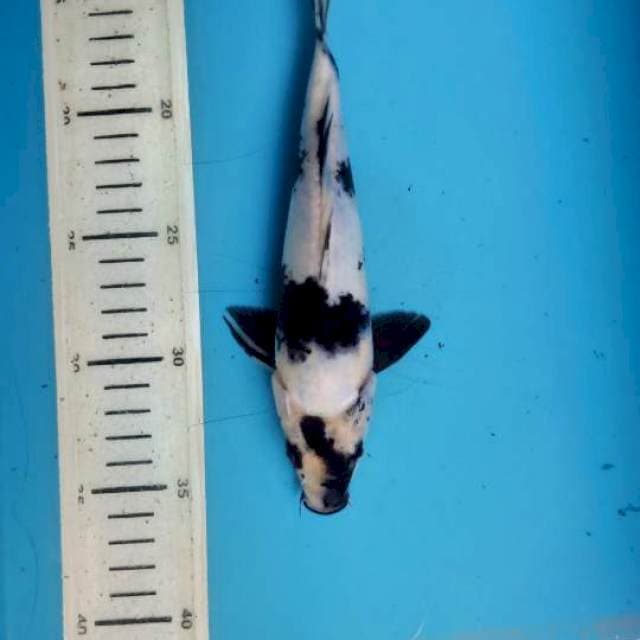 Shiro, 21cm