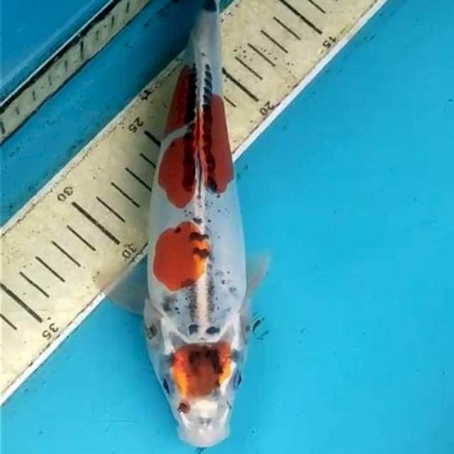 Kawarimono 27cm
