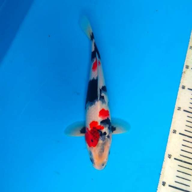 Showa 32cm