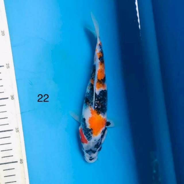 Showa, 22cm