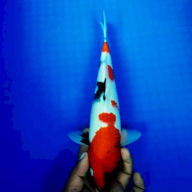 Showa 30cm