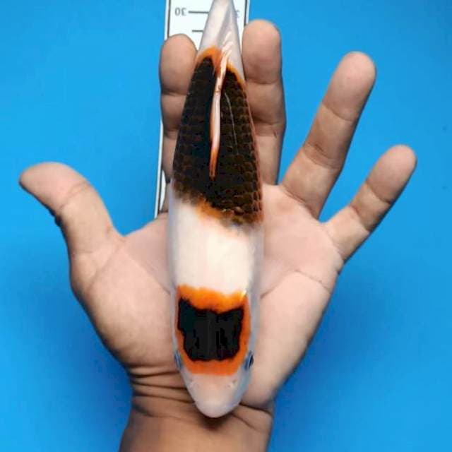 Maruten goromo