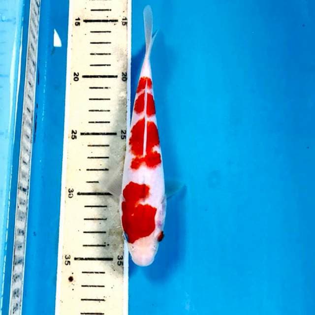 Kohaku, 19 cm