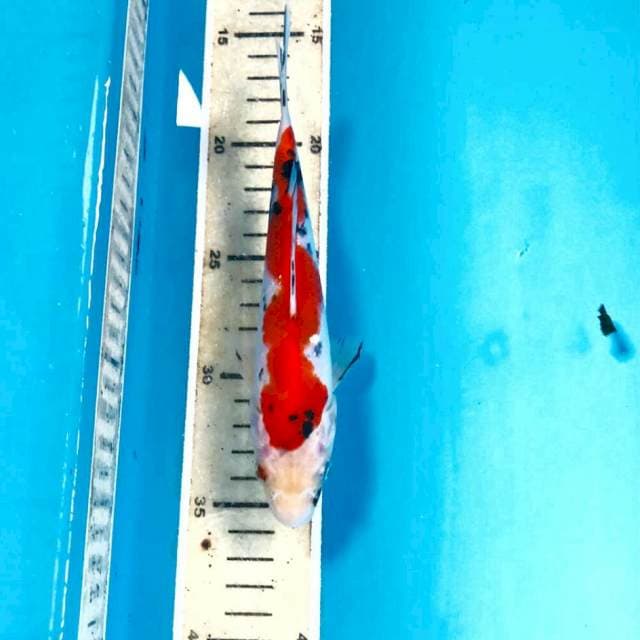 Sanke, 18 cm