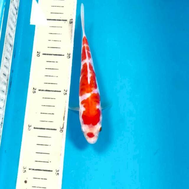 Kohaku, 17 cm
