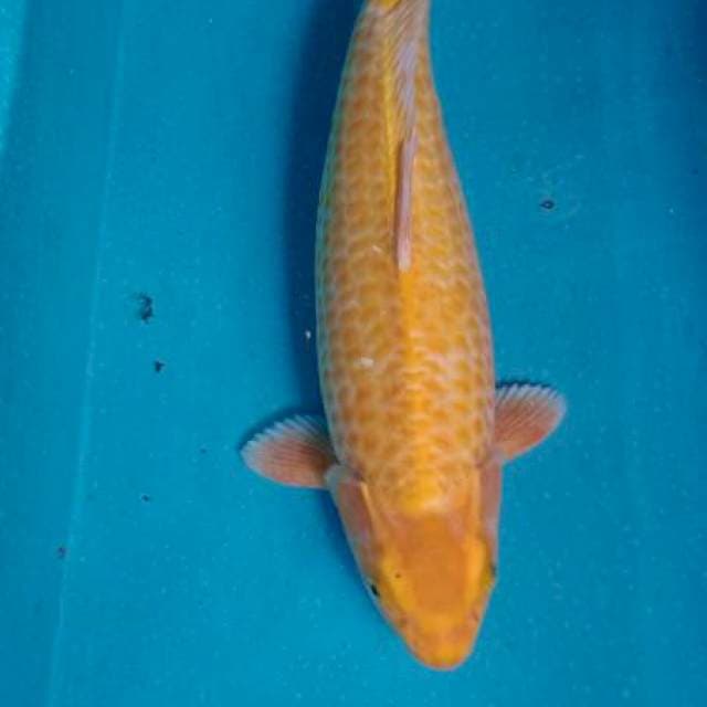 Arika 01#Karasi Betina 42cm