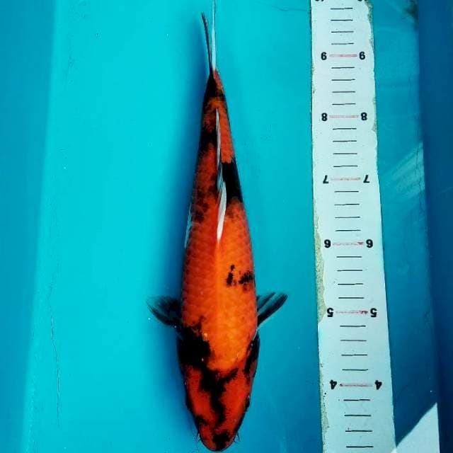 Hi showa 30cm