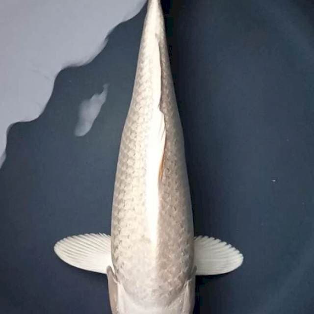 PLATINUM PUTIH BERSIH 36 Cm