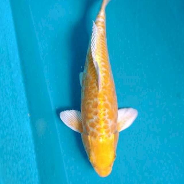 Arika 04#Yamabuki Ogon Sisik Gajah 34Cm