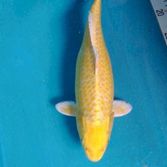 Arika 06# Yamabuki Ogon 35cm