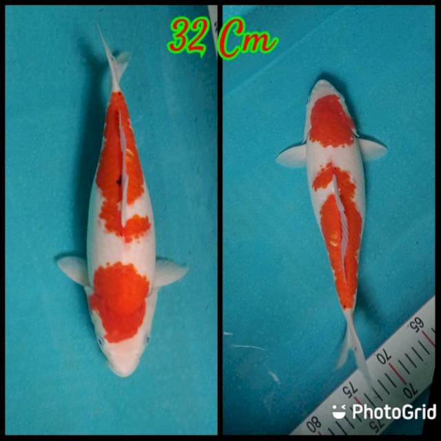 Arika 05#Taisho Sanshoku 32cm