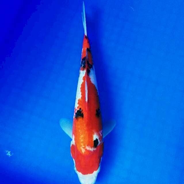 Sanke 30cm