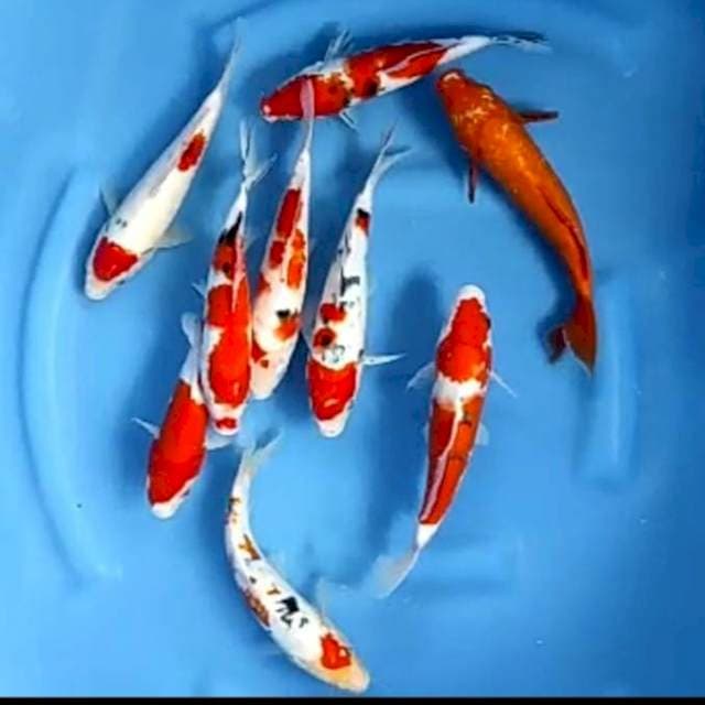 9 EKOR KOHAKU SANKE # 21-24CM