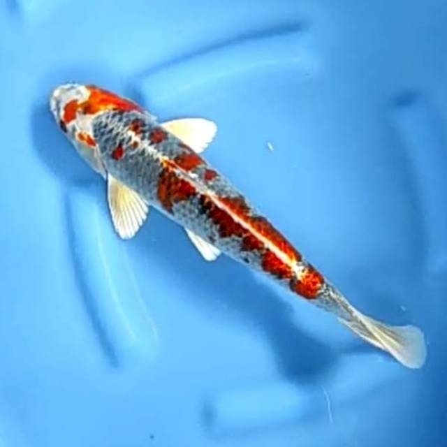 KUJAKU # 37CM JANTAN