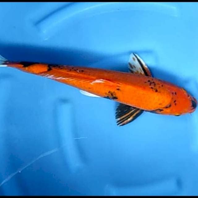 JUMBO JANTAN # 46CM
