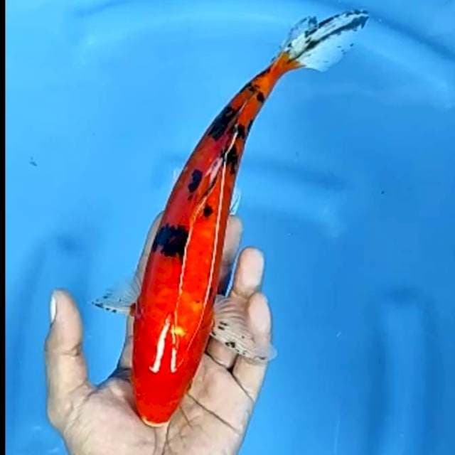 AKA SANKE # 27CM