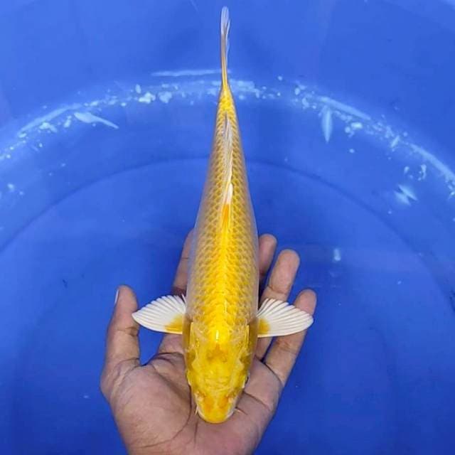 ogon / 28 cm