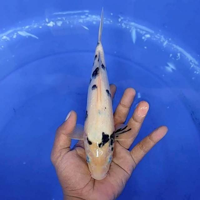 bekko / 25 cm