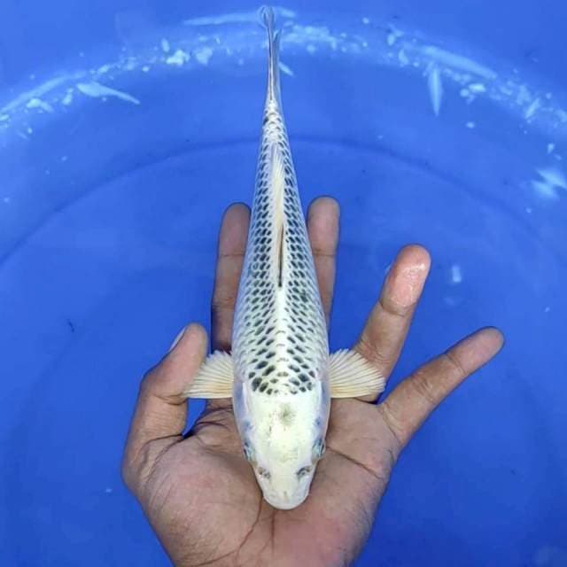 gin matsuba / 22 cm