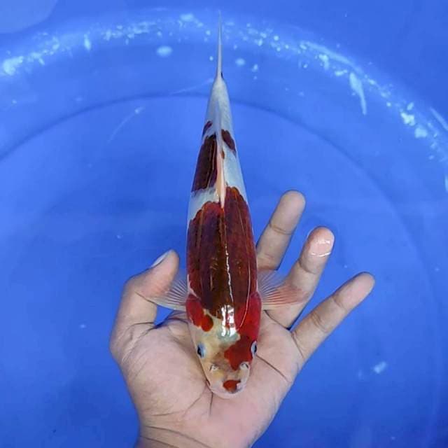 goromo / 26 cm