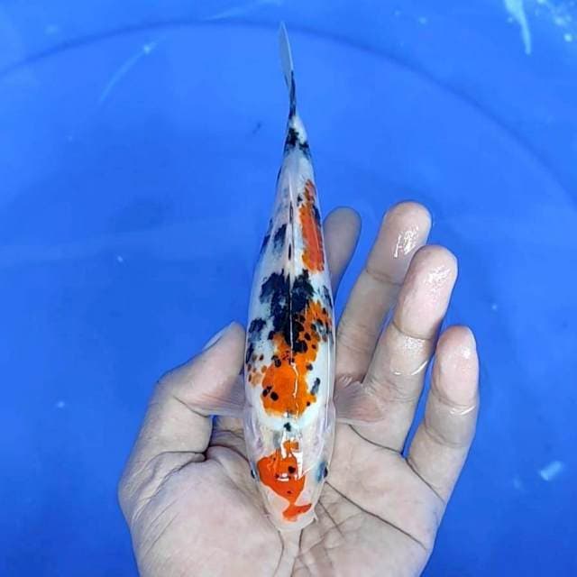 sanke / 18 cm