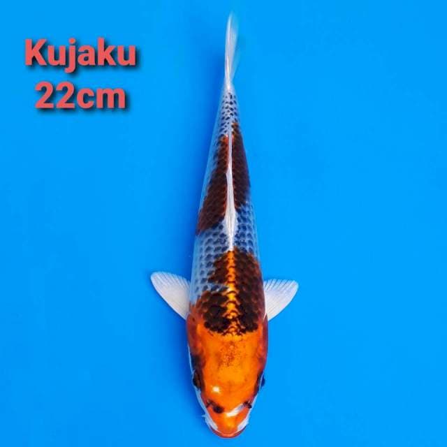 Kujaku nidsn 22cm