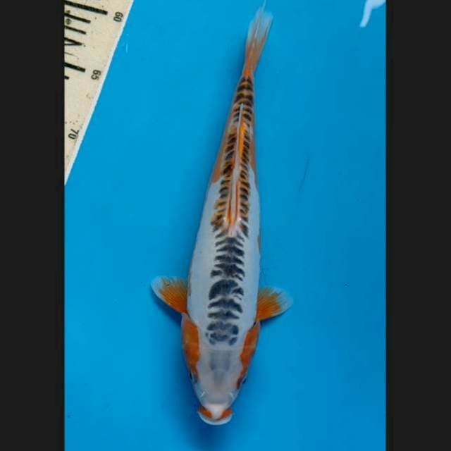 Shusui hana 31 cm