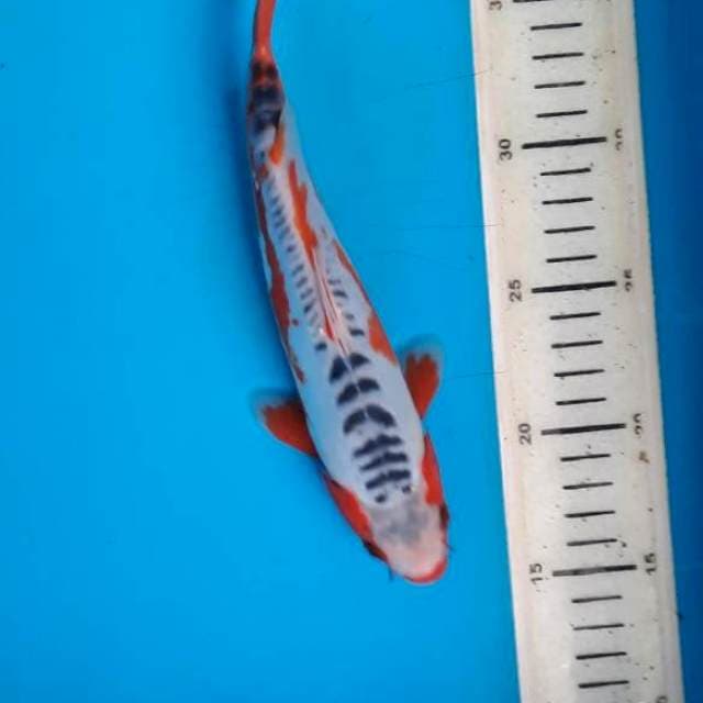 Hana Shusui 23cm Nb kepala tidak simetris