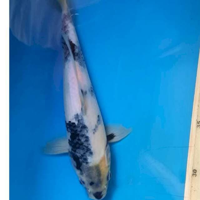 Shiro tategoi 23cm