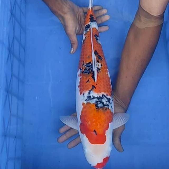 Sanke 49cm