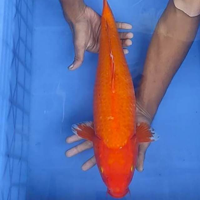 Beni goi 46cm
