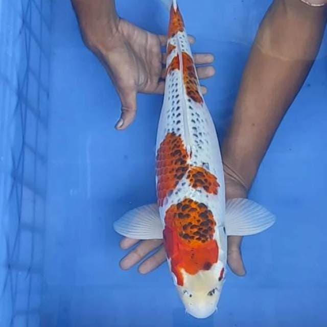 Kojaku 46cm