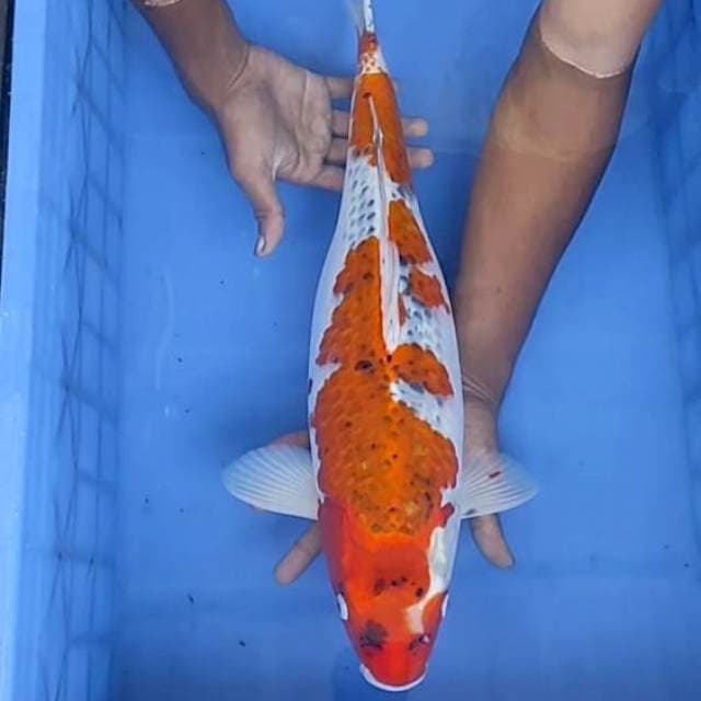 Gosiki 50cm