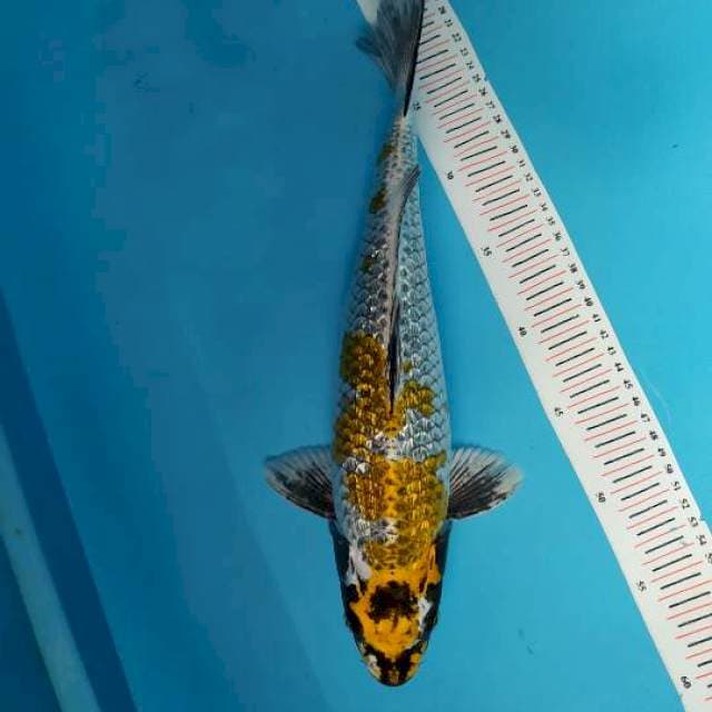 kaminari ginrin 41 cm
