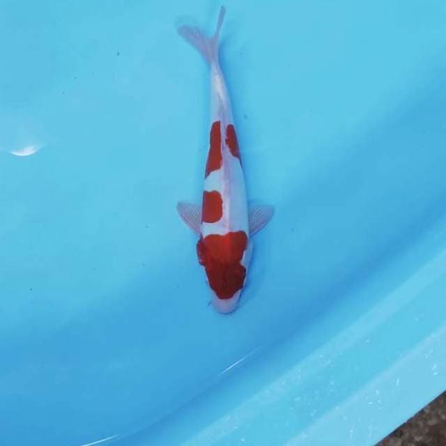 CEPLOK 3
