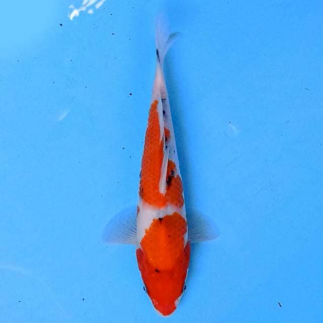 Sanke 23cm