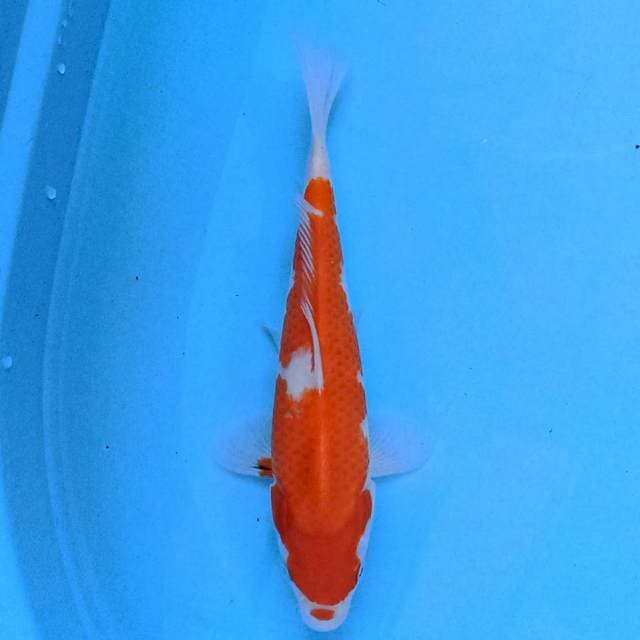 Showa 23 cm